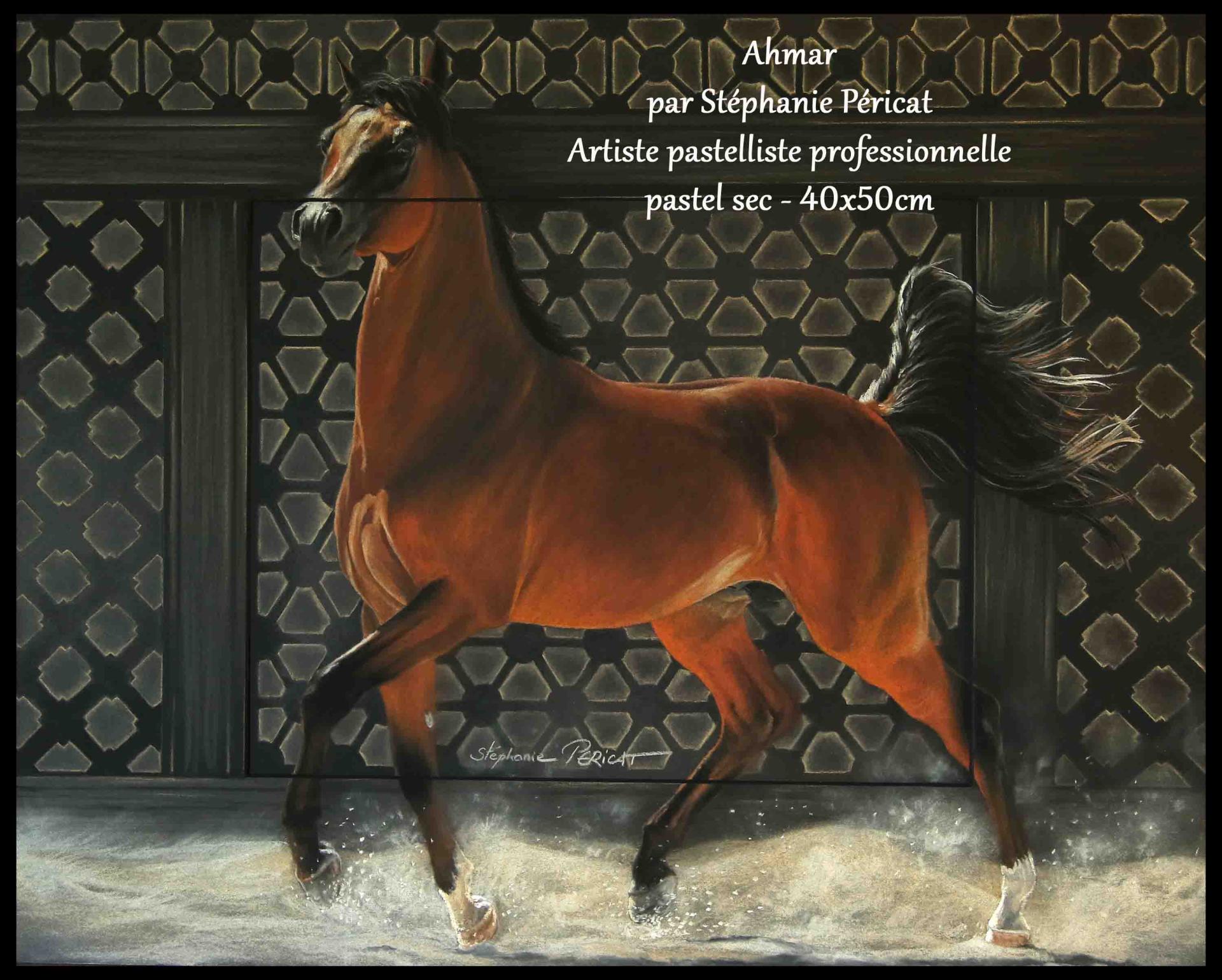 Ahmar (bai cerise en arabe pour un mâle - modèle: Kenelm Samazing )  -  40 x 50 cm  -  Disponible-