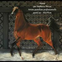 Ahmar (bai cerise en arabe pour un mâle - modèle: Kenelm Samazing )  -  40 x 50 cm  -  Disponible-