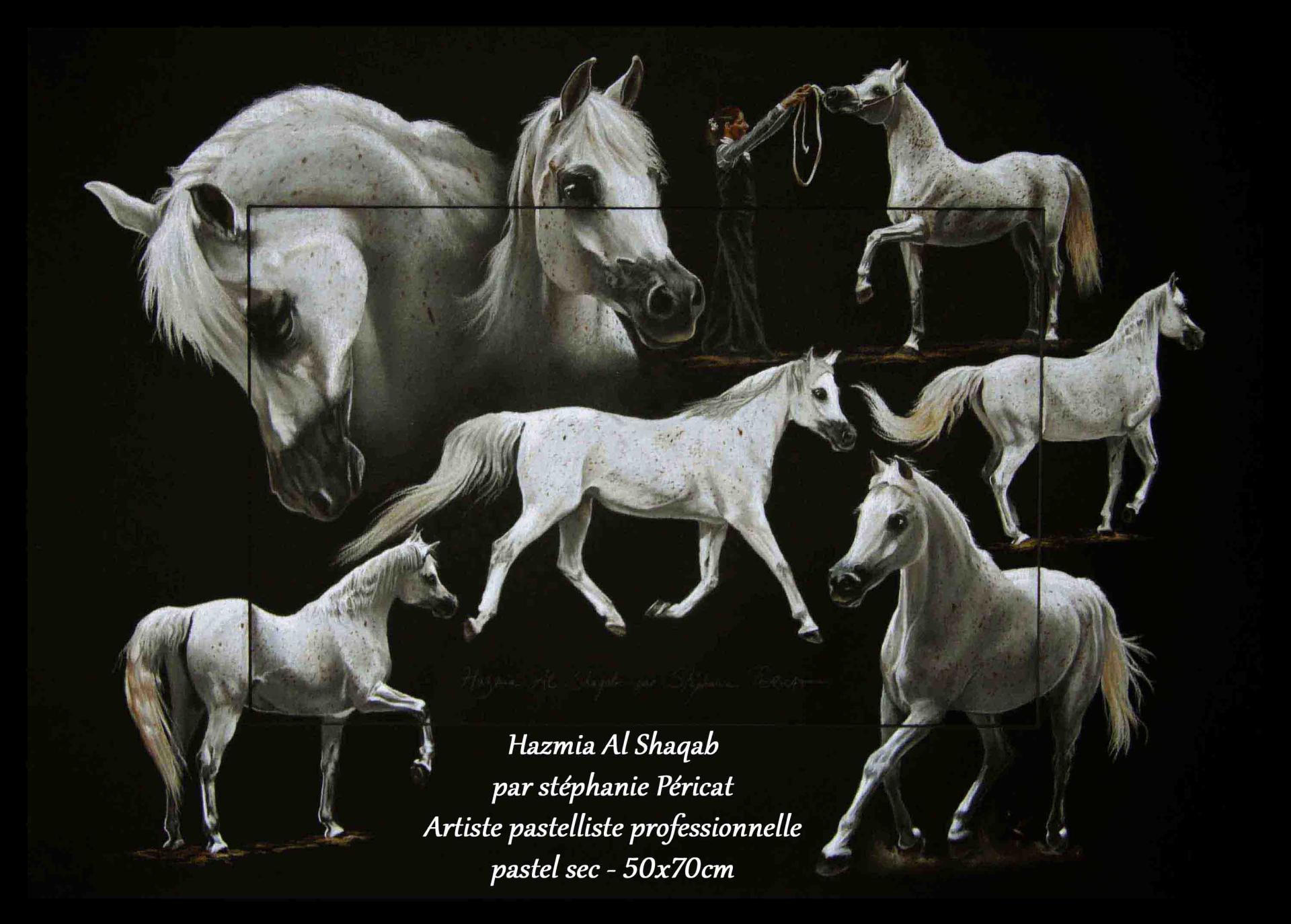 Hazmia Al Shaqab  -  50 x 70 cm