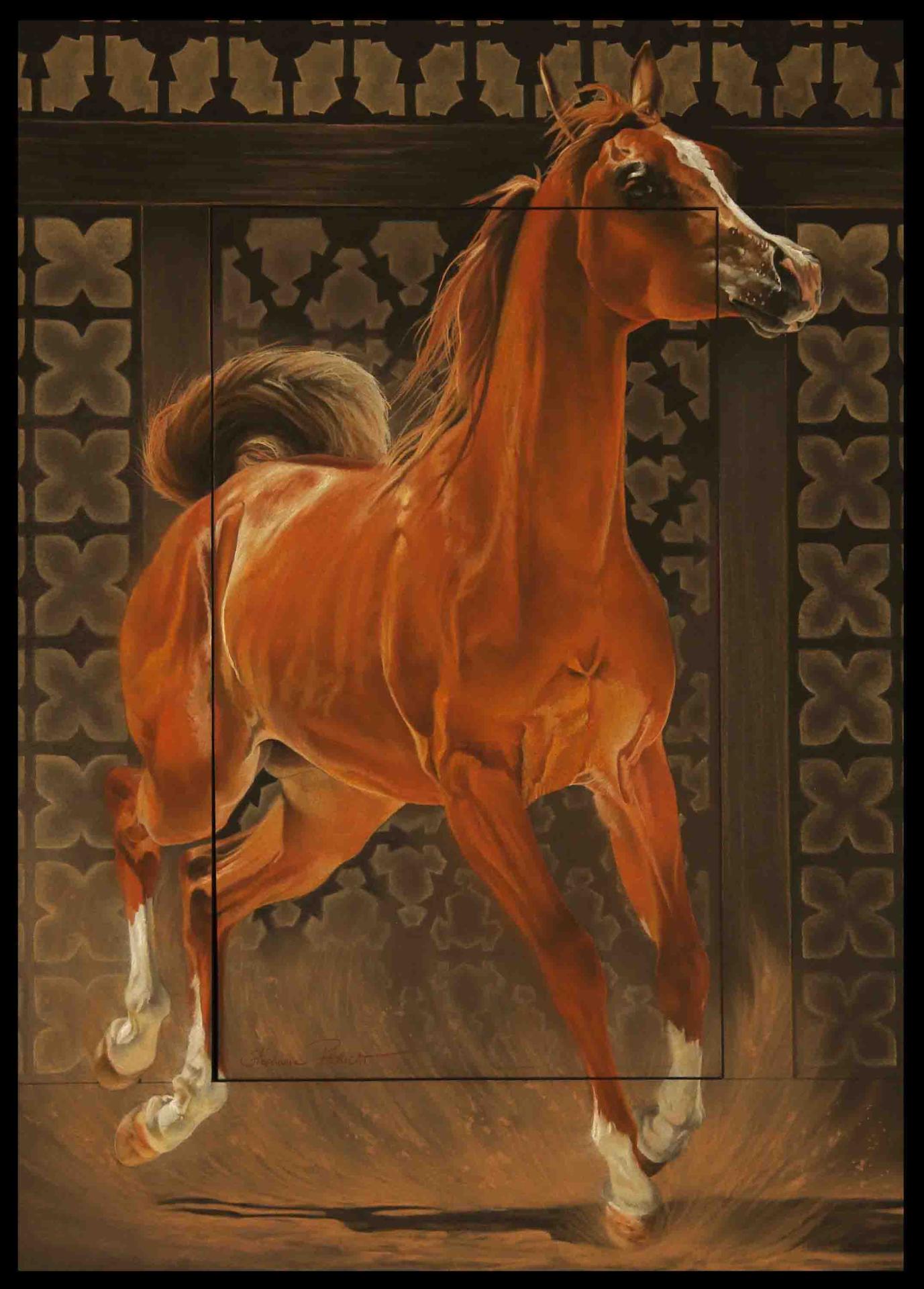 Abrash (roux en arabe pour un mâle - modèle: Jahamal de Cartherey)  -  50 x 70 cm  -  Disponible