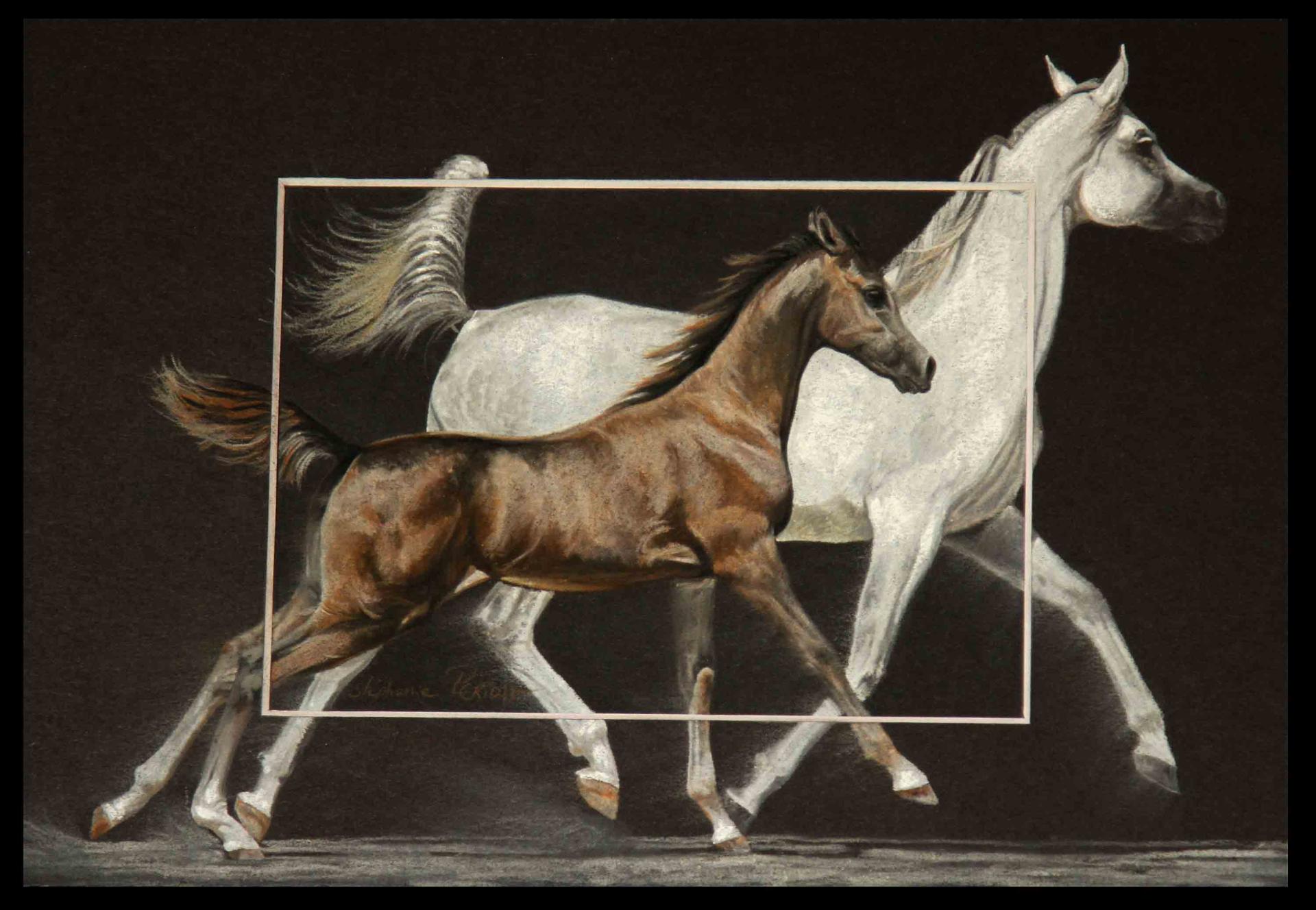 Harmattan Thalia & Tina Al Raix (foal)  -  20 x 30 cm