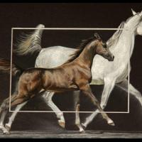 Harmattan Thalia & Tina Al Raix (foal)  -  20 x 30 cm